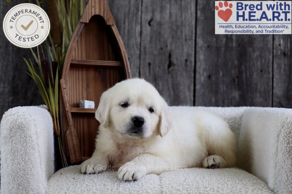Minnow Image of Minnow, a Golden Retriever puppy