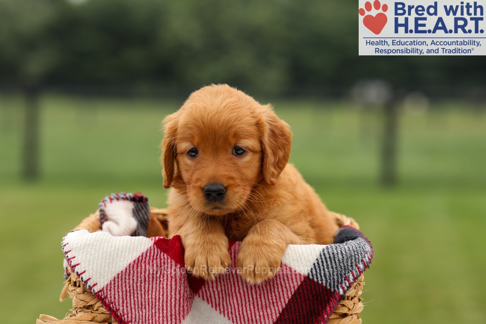 Misha Image of Misha, a Golden Retriever puppy