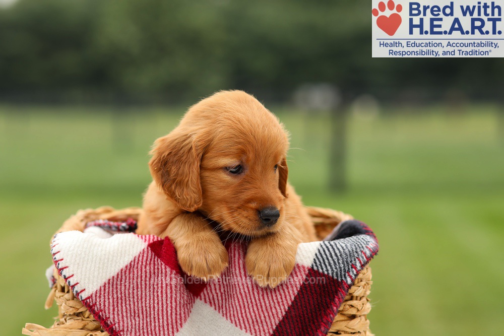 Misha Image of Misha, a Golden Retriever puppy