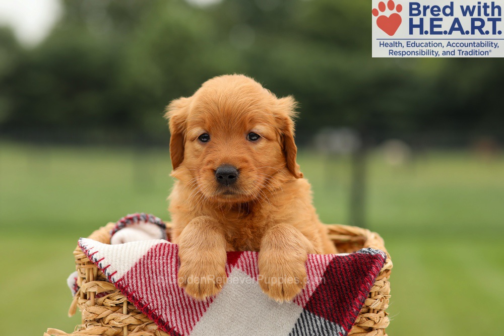 Misha Image of Misha, a Golden Retriever puppy