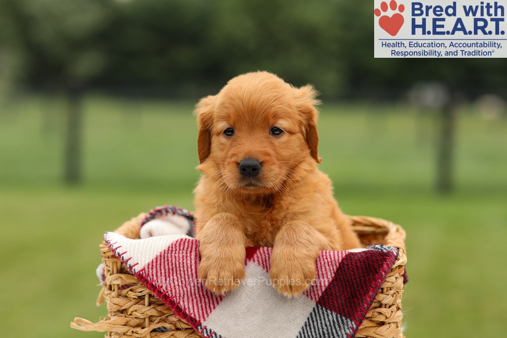 Misha Image of Misha, a Golden Retriever puppy