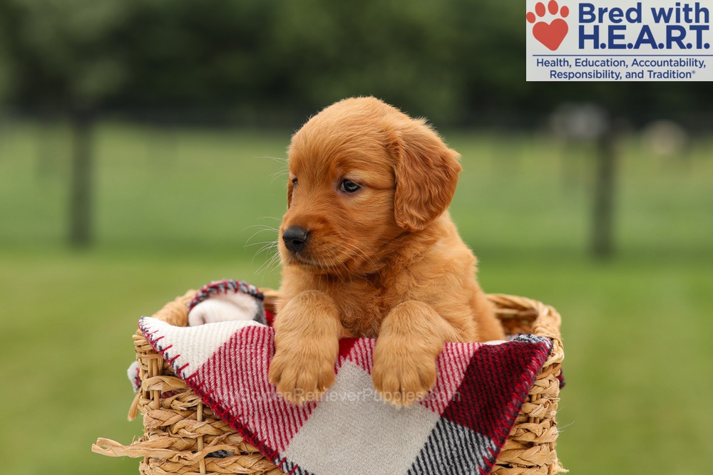 Misha Image of Misha, a Golden Retriever puppy