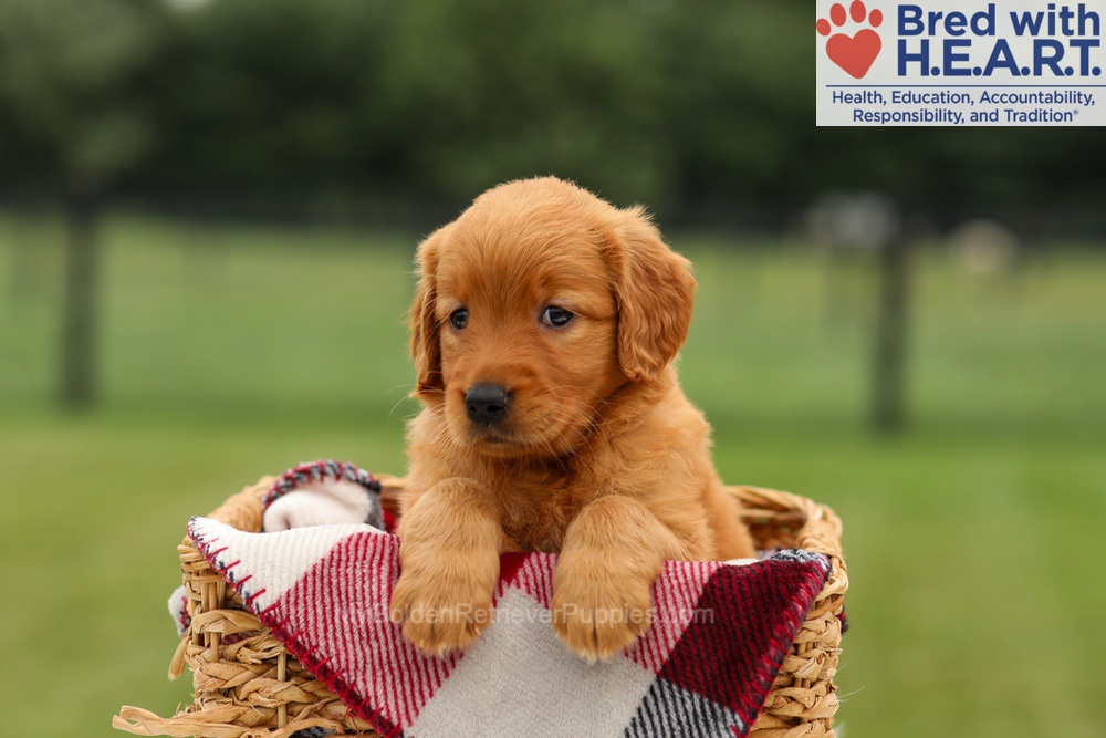 Misha Image of Misha, a Golden Retriever puppy