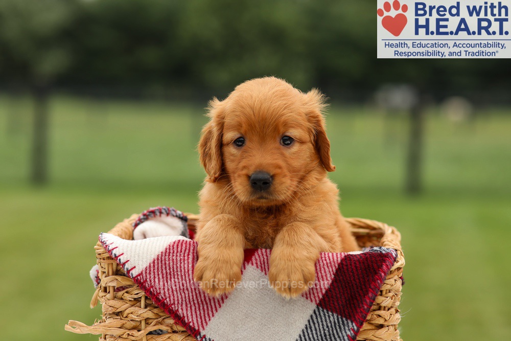 Misha Image of Misha, a Golden Retriever puppy