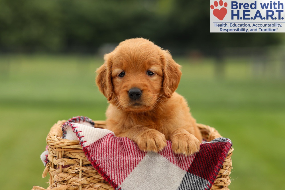 Misha Image of Misha, a Golden Retriever puppy