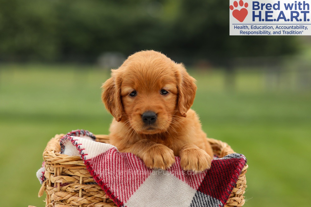Misha Image of Misha, a Golden Retriever puppy