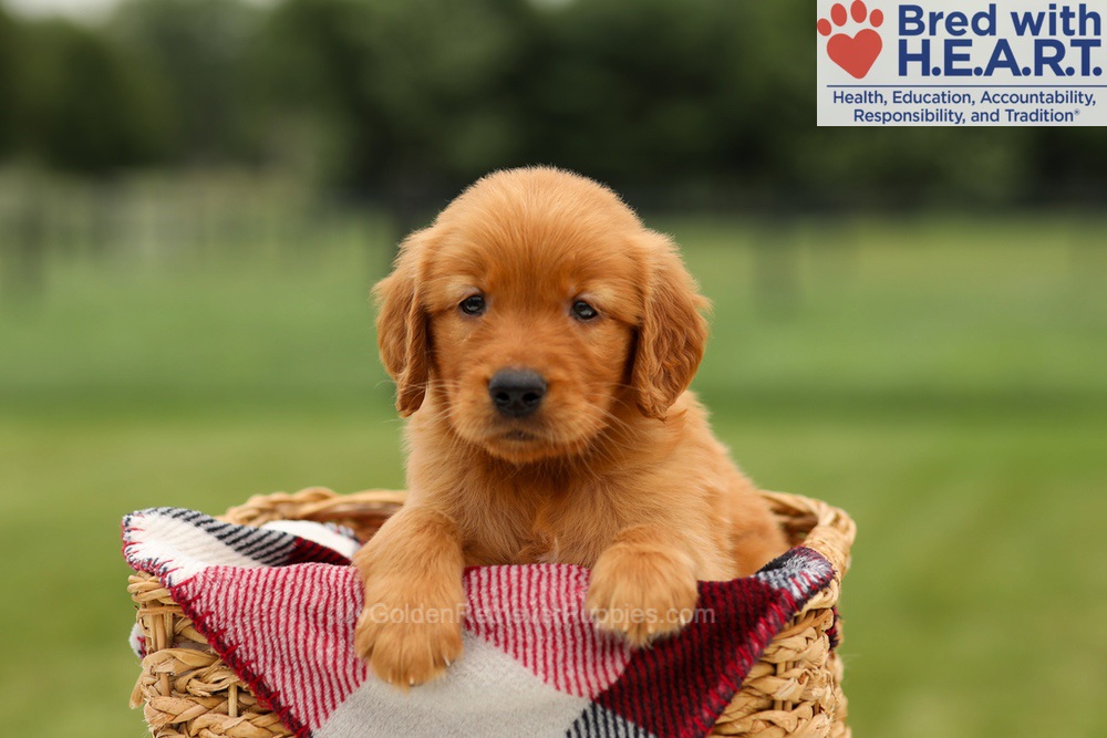 Murphy Image of Murphy, a Golden Retriever puppy