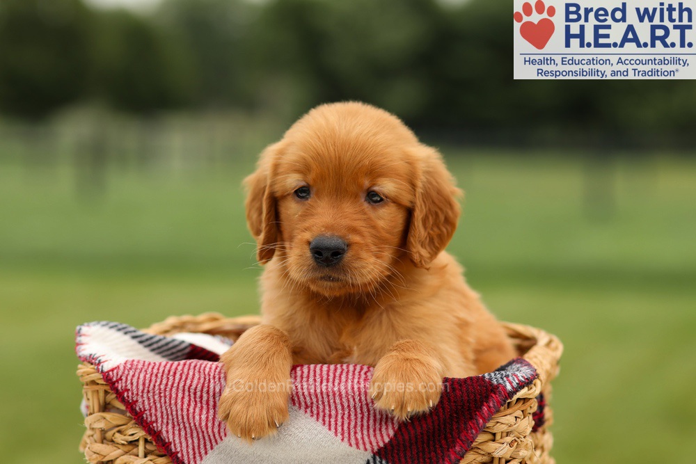 Murphy Image of Murphy, a Golden Retriever puppy