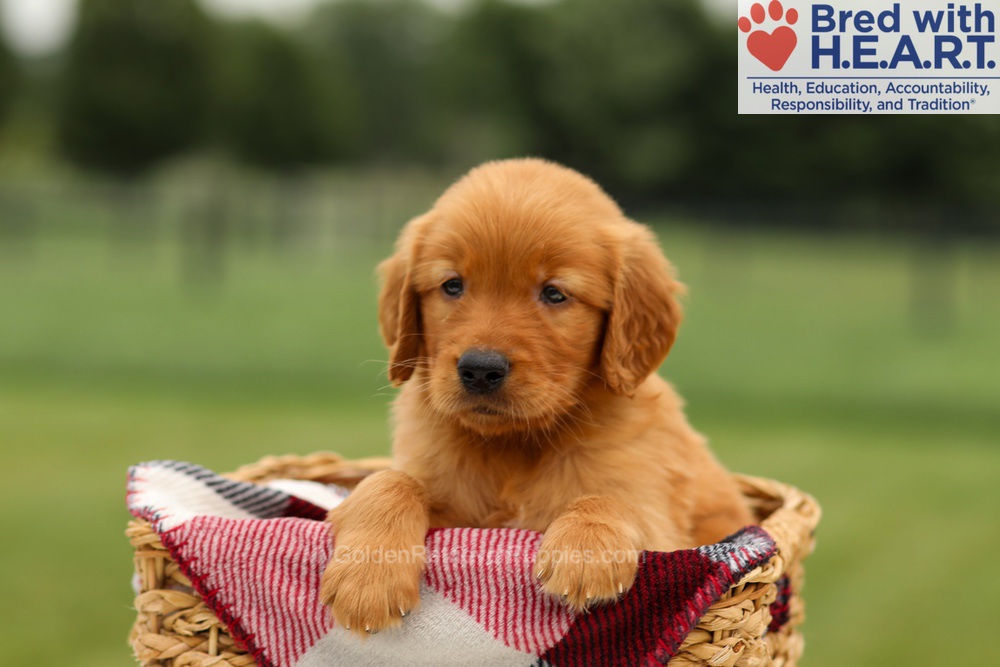 Murphy Image of Murphy, a Golden Retriever puppy