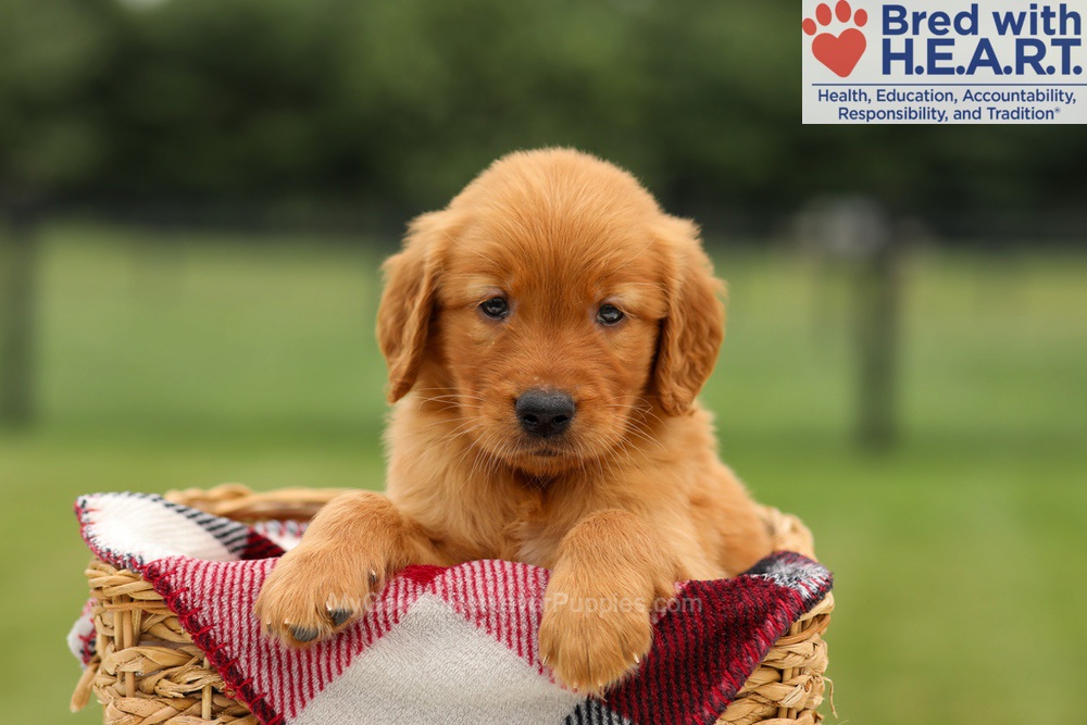 Murphy Image of Murphy, a Golden Retriever puppy