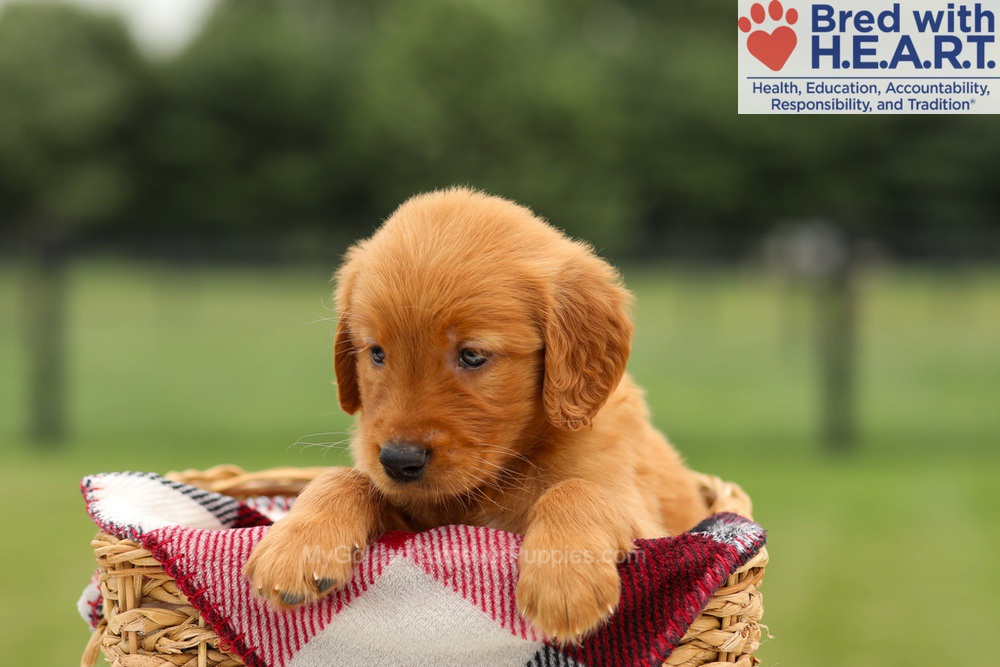 Murphy Image of Murphy, a Golden Retriever puppy