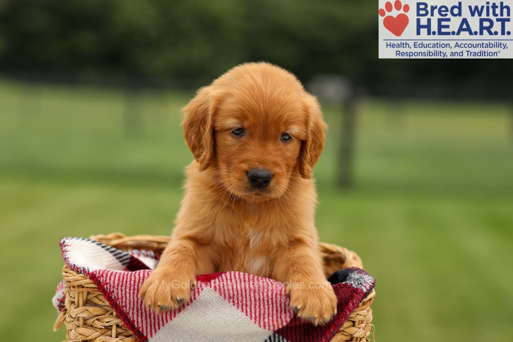 Murphy Image of Murphy, a Golden Retriever puppy