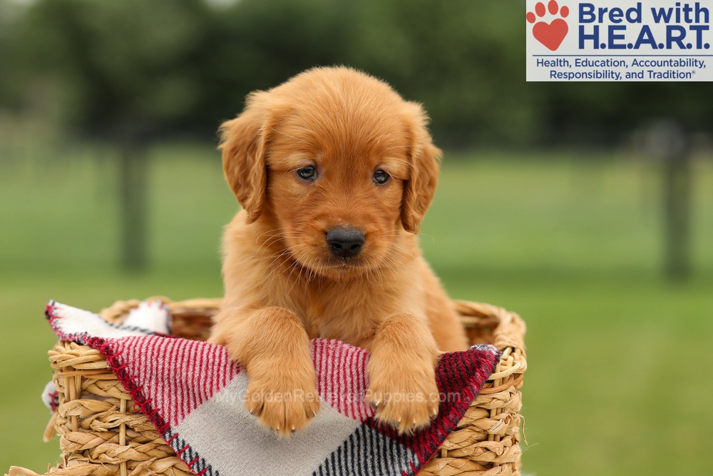 Murphy Image of Murphy, a Golden Retriever puppy