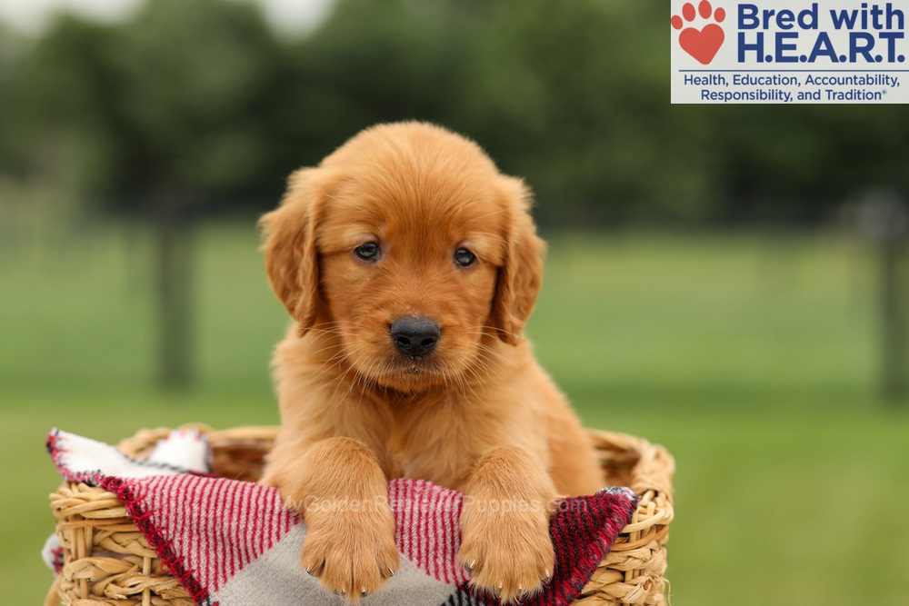 Murphy Image of Murphy, a Golden Retriever puppy