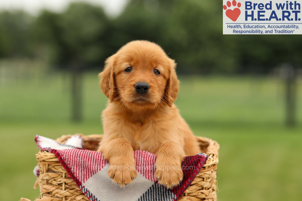 Murphy Image of Murphy, a Golden Retriever puppy
