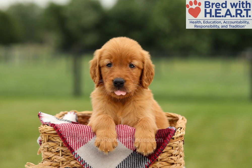 Murphy Image of Murphy, a Golden Retriever puppy