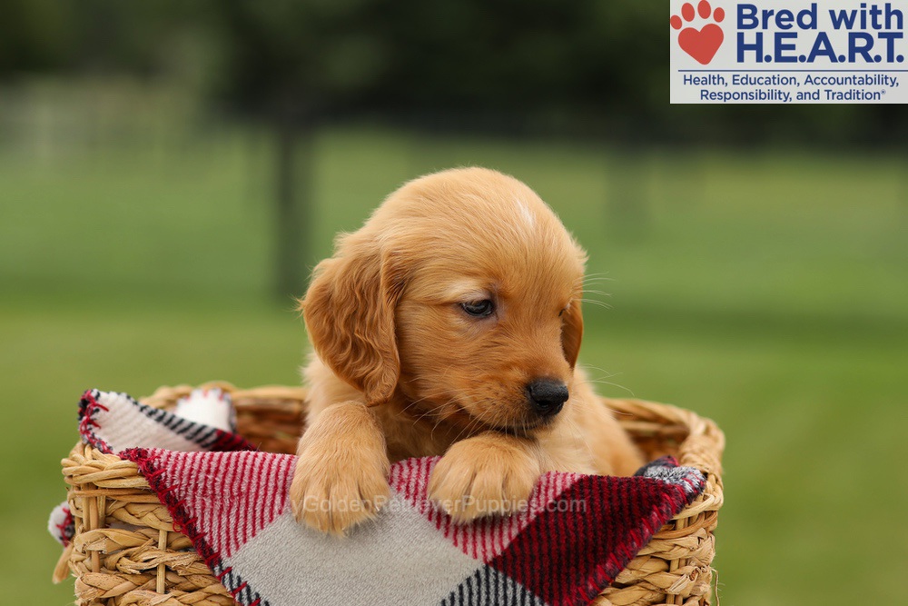 Mushu Image of Mushu, a Golden Retriever puppy