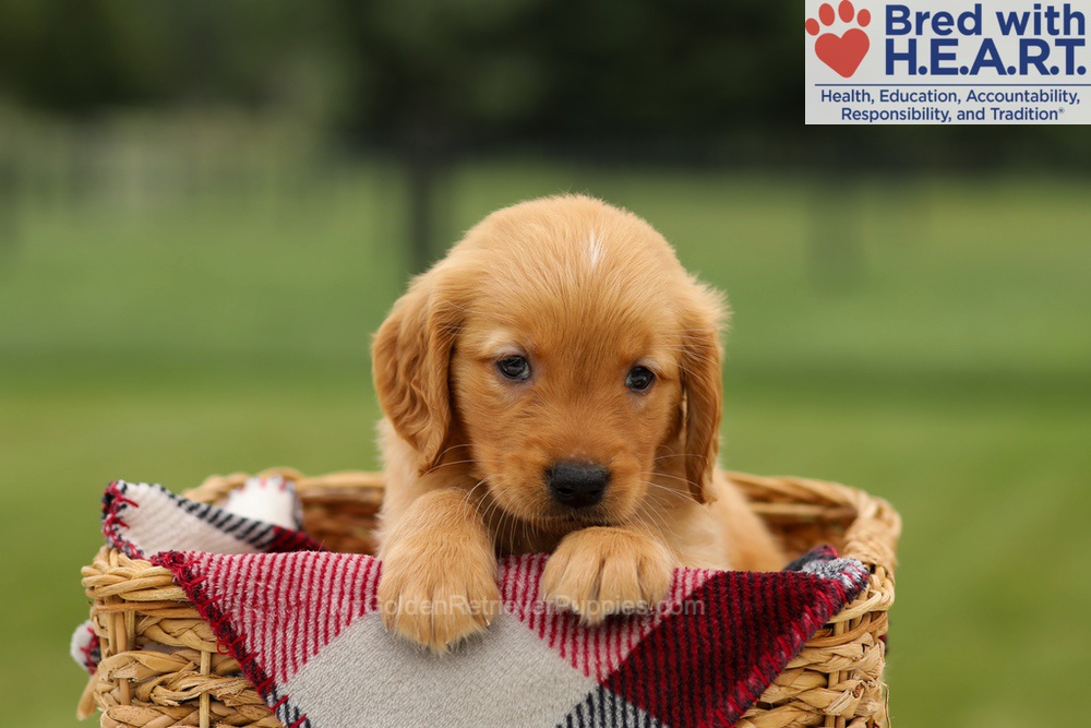 Mushu Image of Mushu, a Golden Retriever puppy