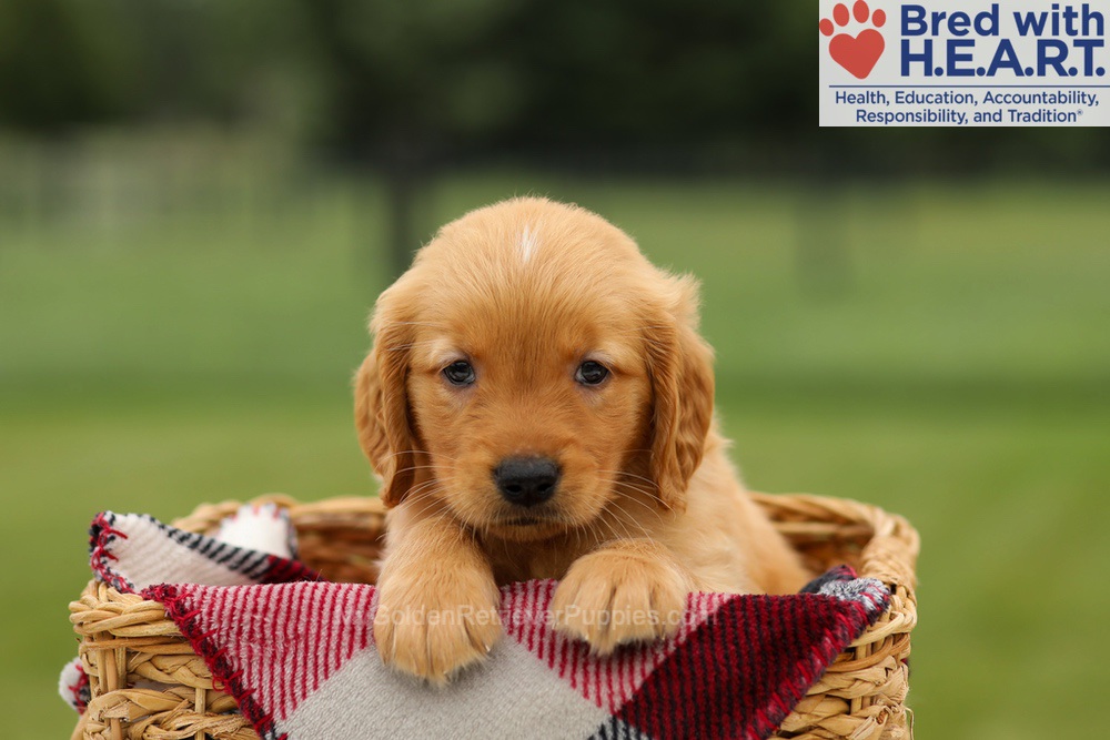 Mushu Image of Mushu, a Golden Retriever puppy