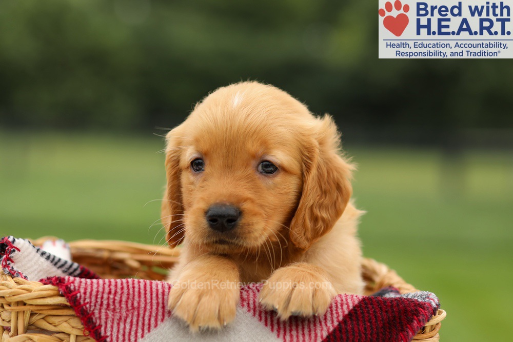 Mushu Image of Mushu, a Golden Retriever puppy