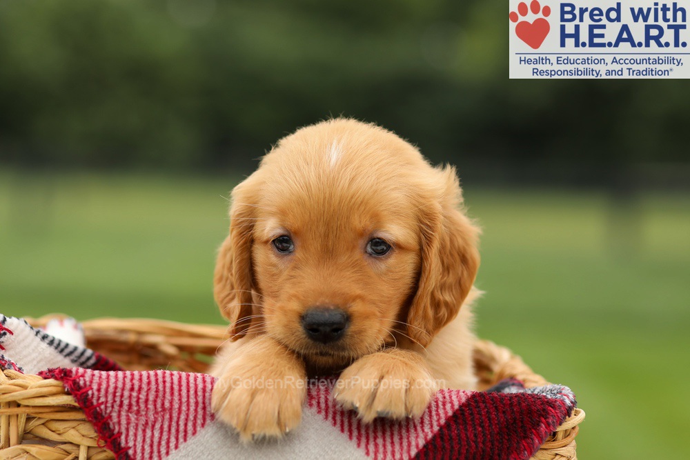 Mushu Image of Mushu, a Golden Retriever puppy