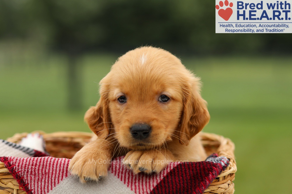 Mushu Image of Mushu, a Golden Retriever puppy