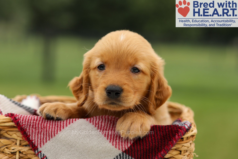 Mushu Image of Mushu, a Golden Retriever puppy