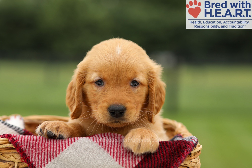 Mushu Image of Mushu, a Golden Retriever puppy
