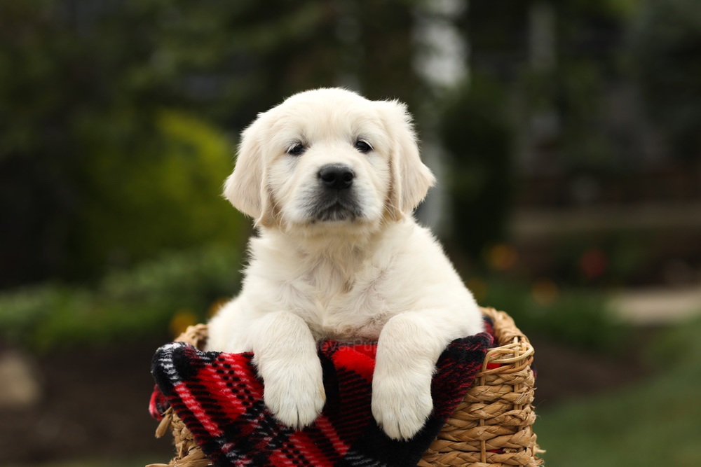 Nash Image of Nash, a Golden Retriever puppy