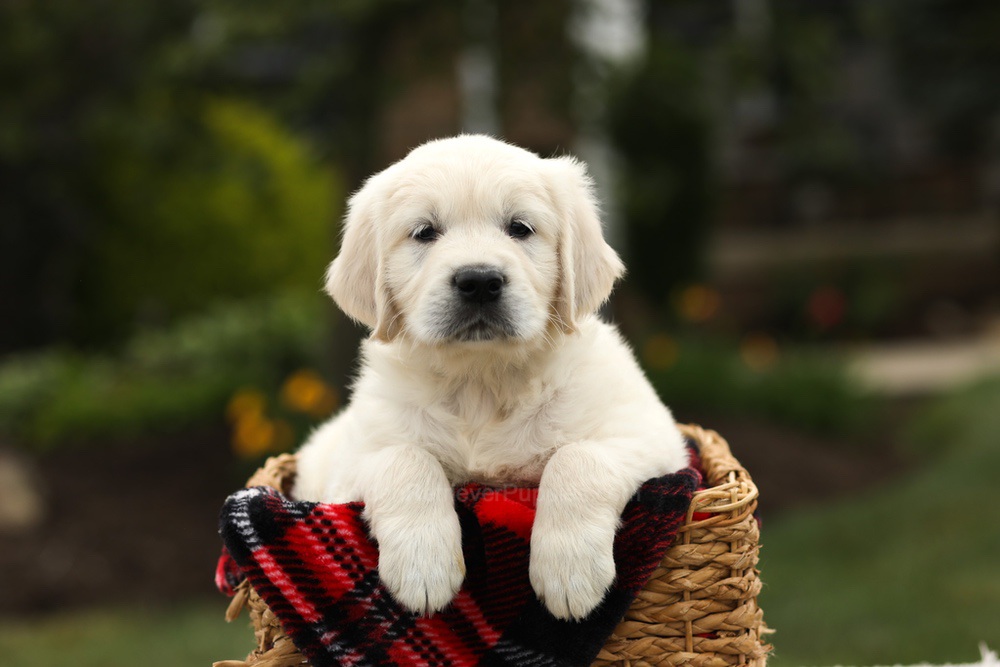 Nash Image of Nash, a Golden Retriever puppy