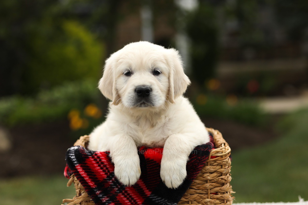 Nash Image of Nash, a Golden Retriever puppy