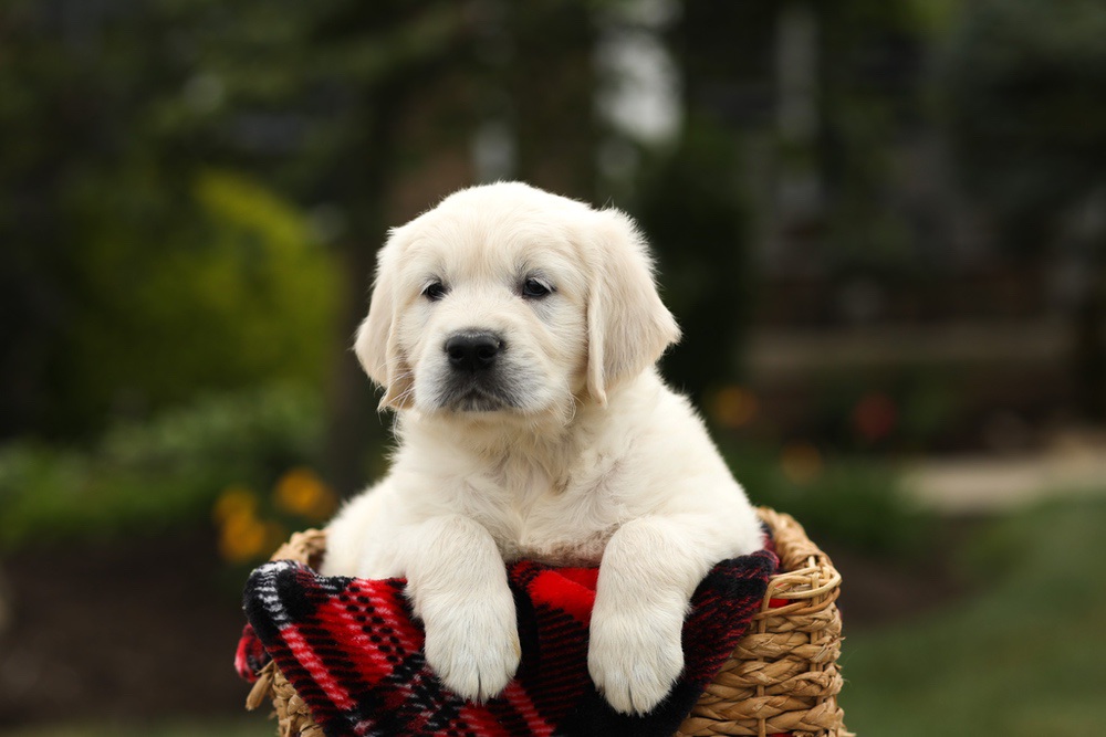 Nash Image of Nash, a Golden Retriever puppy