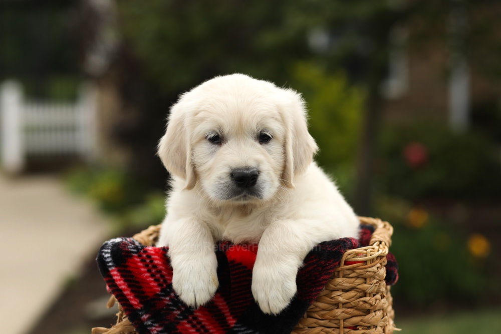 Nash Image of Nash, a Golden Retriever puppy