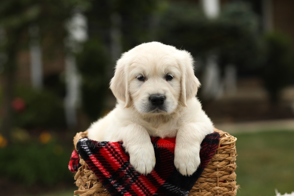 Nash Image of Nash, a Golden Retriever puppy