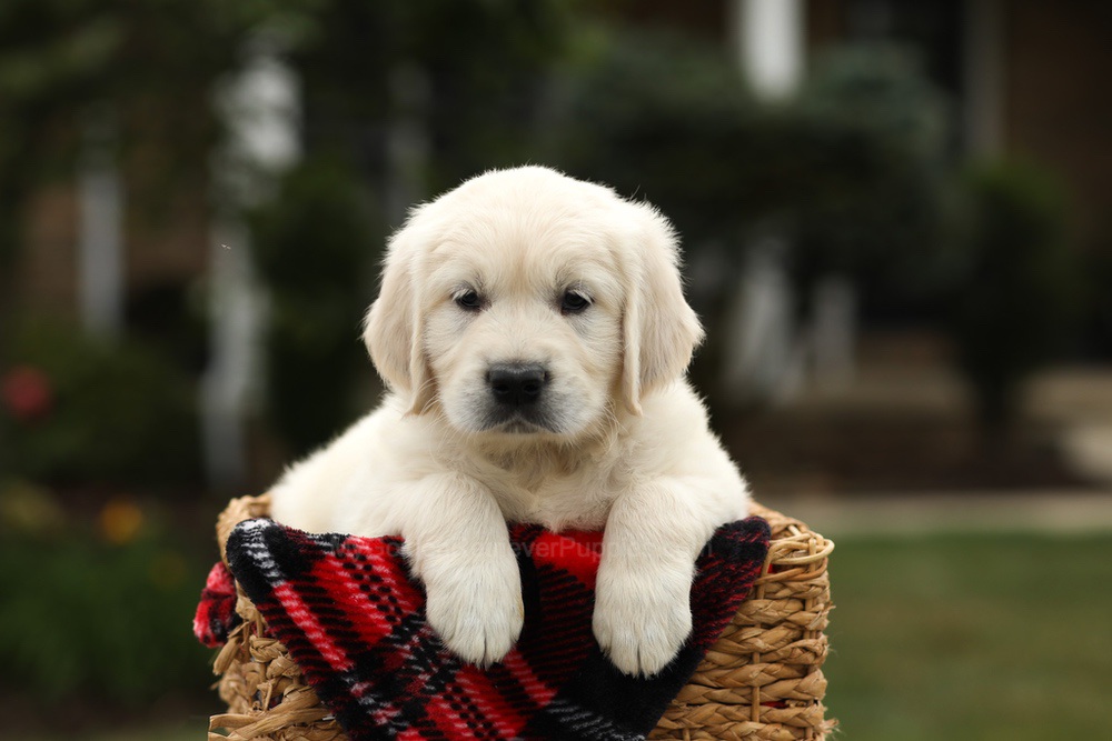Nash Image of Nash, a Golden Retriever puppy