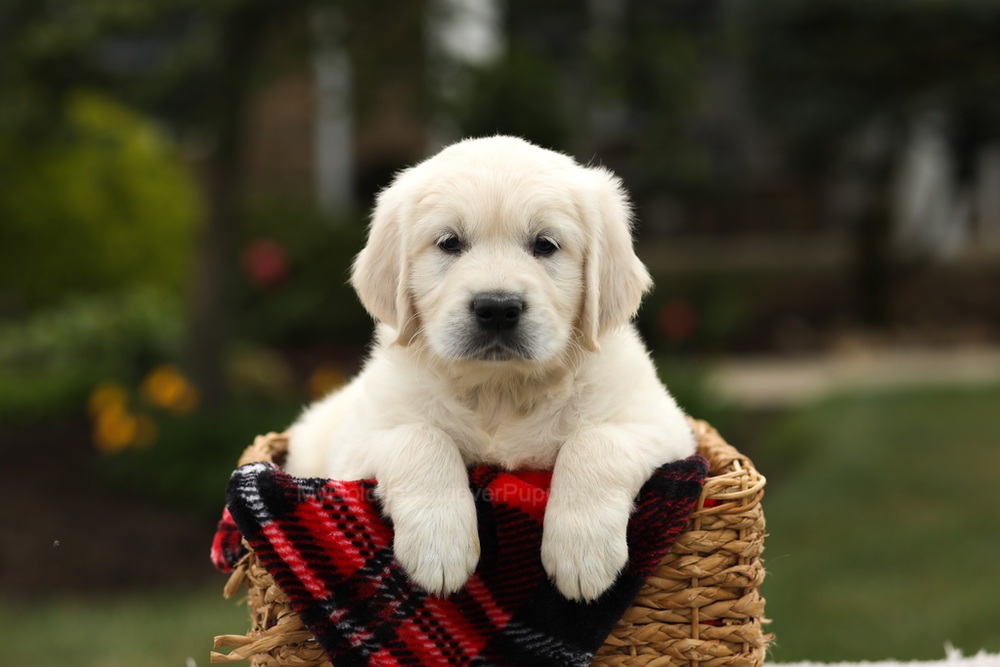 Nash Image of Nash, a Golden Retriever puppy