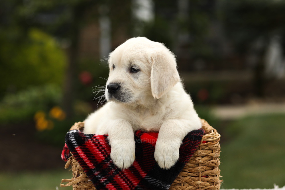 Nash Image of Nash, a Golden Retriever puppy