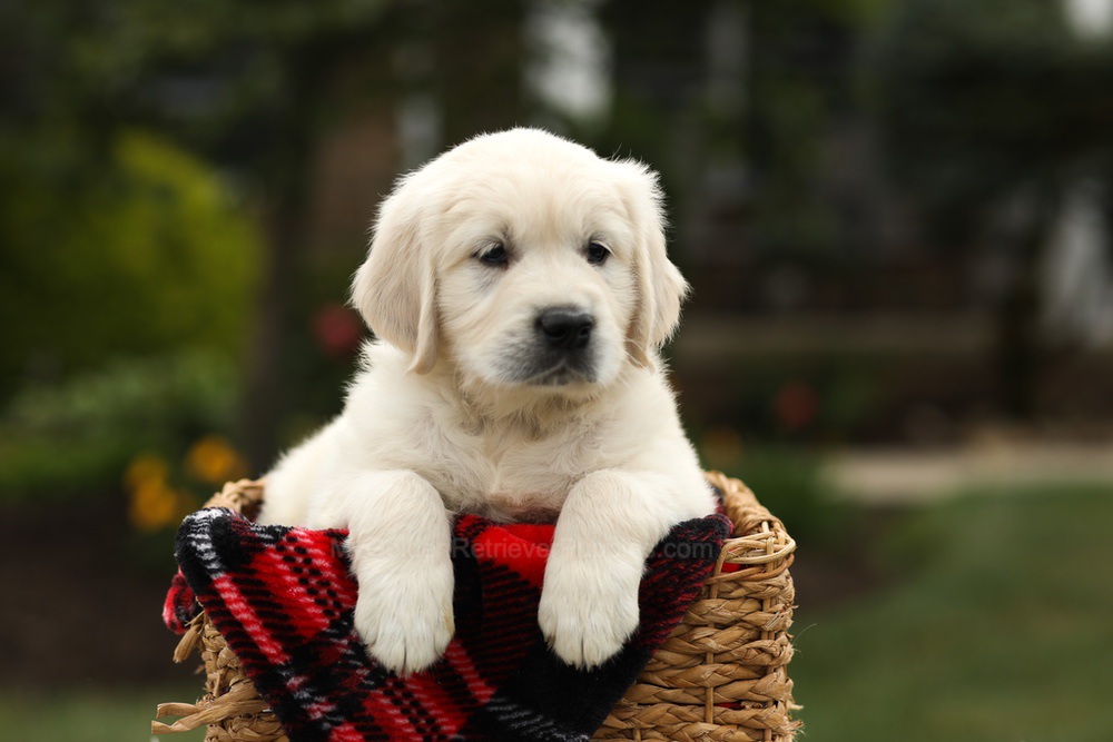 Nash Image of Nash, a Golden Retriever puppy