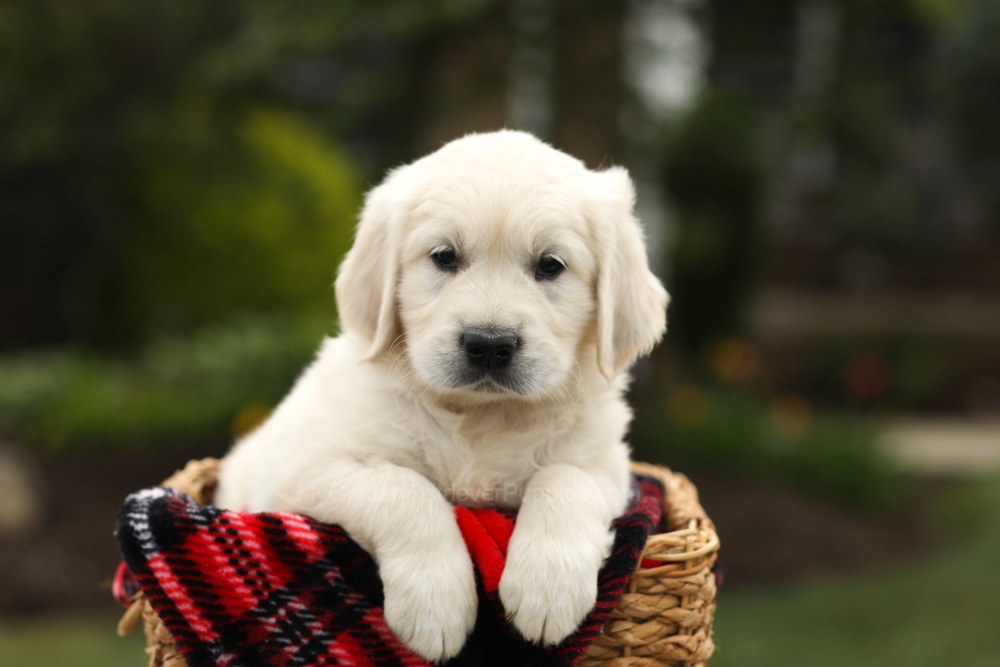 Nash Image of Nash, a Golden Retriever puppy