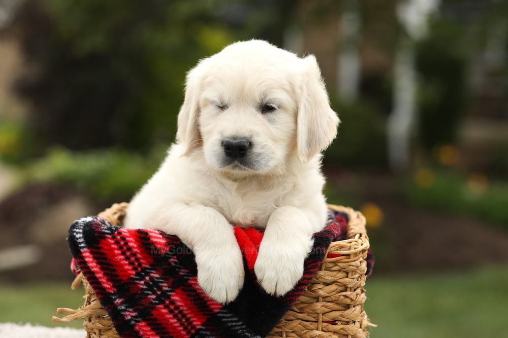 Nash Image of Nash, a Golden Retriever puppy