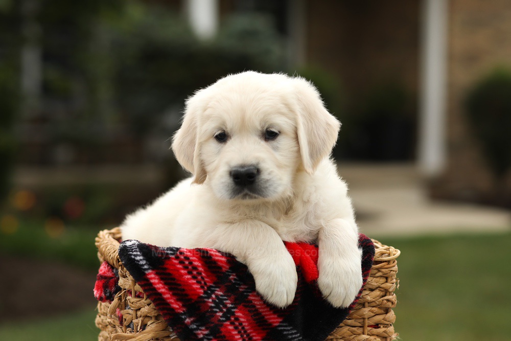 Nash Image of Nash, a Golden Retriever puppy