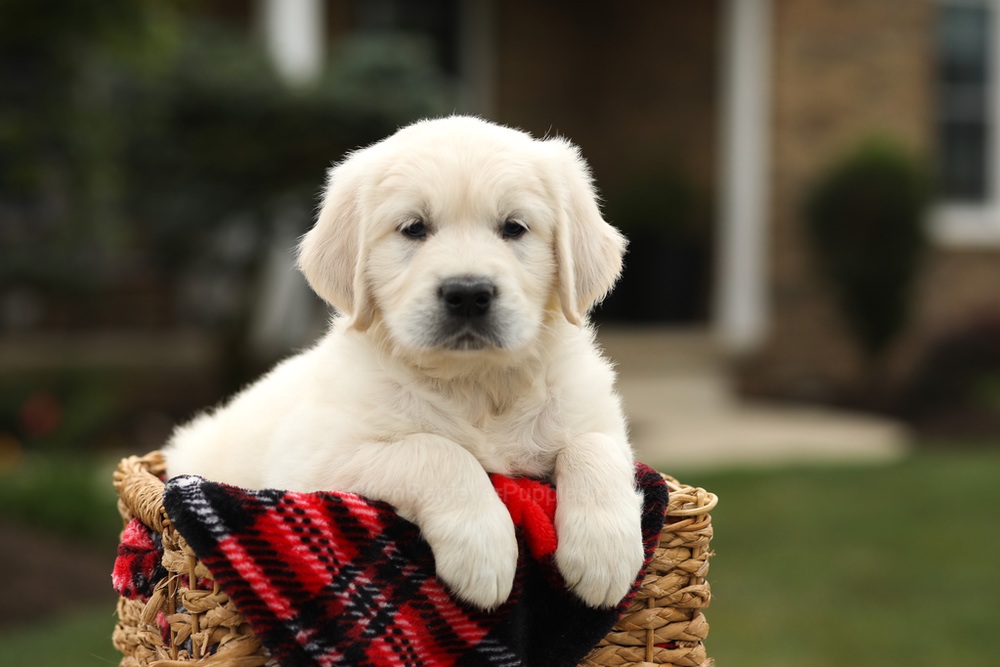 Nash Image of Nash, a Golden Retriever puppy