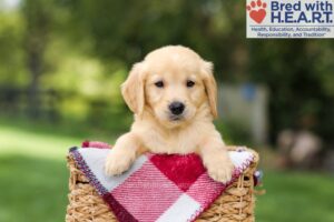 Image of Nash, a Golden Retriever puppy