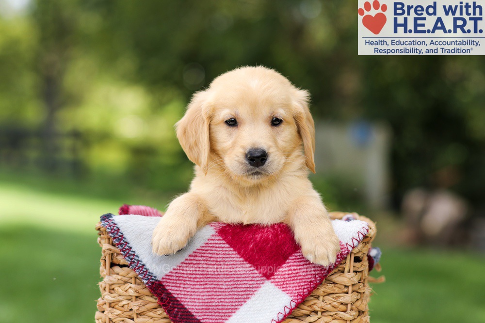 Nash Image of Nash, a Golden Retriever puppy