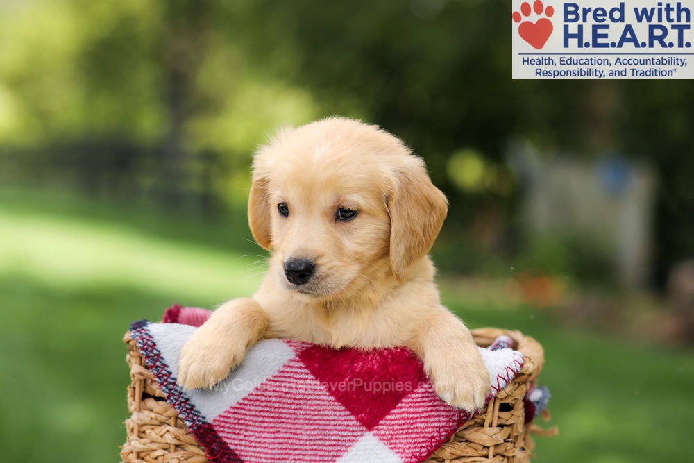 Nash Image of Nash, a Golden Retriever puppy