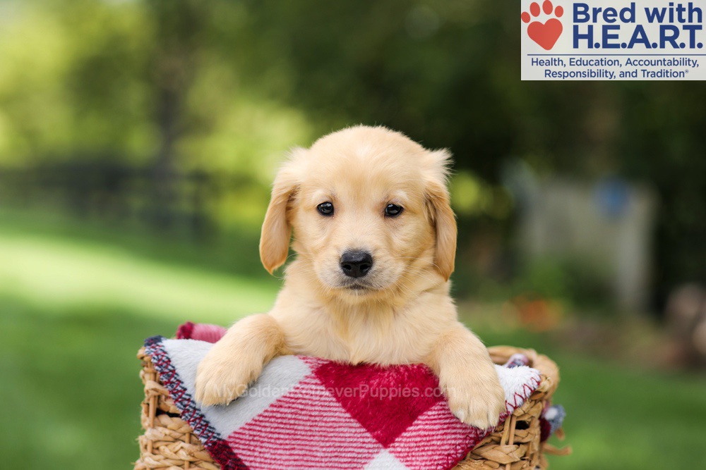 Nash Image of Nash, a Golden Retriever puppy