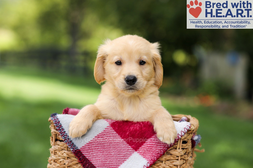 Nash Image of Nash, a Golden Retriever puppy