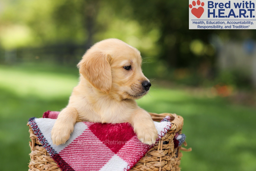 Nash Image of Nash, a Golden Retriever puppy