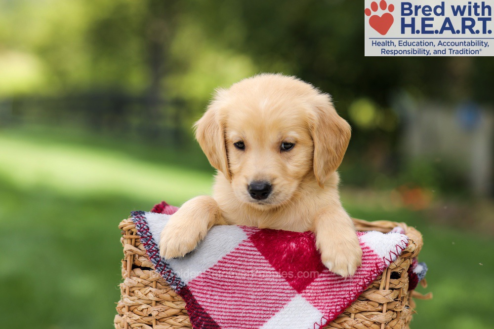 Nash Image of Nash, a Golden Retriever puppy