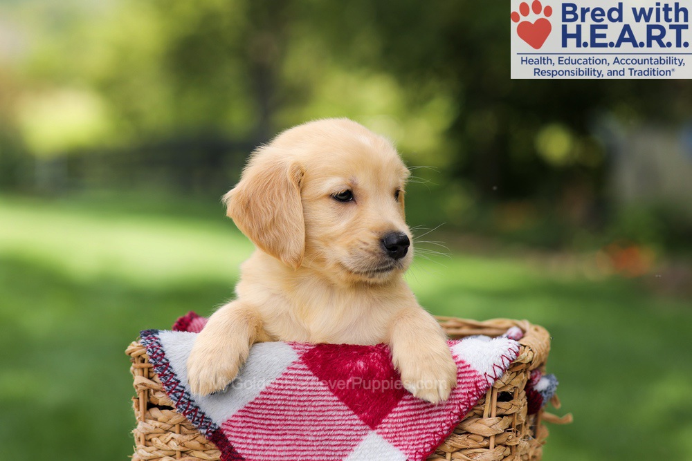Nash Image of Nash, a Golden Retriever puppy